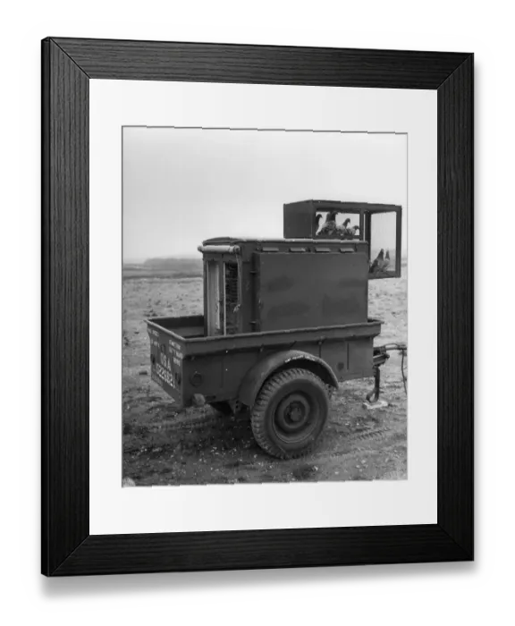 Framed Print : British courier pigeon loft in trailer, adapted for use by American Army Signal Corps during World War Two, Tidworth, England, july 1943 (U. S. Army Signal Corps) Framed Print : British courier pigeon loft in trailer, adapted for use by American Army Signal Corps during World War Two, Tidworth, England, july 1943 (U. S. Army Signal Corps)