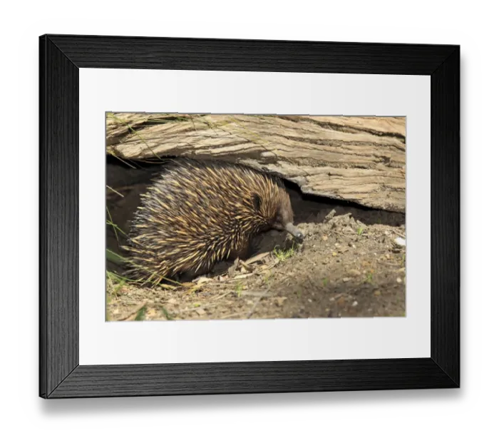 Framed Print : Short-nosed Echidna (Tachyglossus aculeatus) adult, foraging under log, South Australia, Australia Framed Print : Short-nosed Echidna (Tachyglossus aculeatus) adult, foraging under log, South Australia, Australia