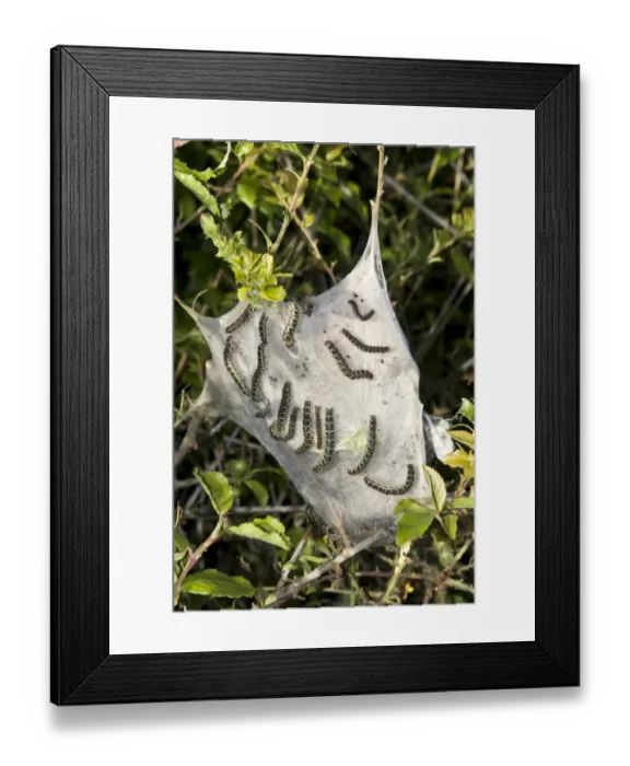 Framed Print : Small Eggar (Eriogaster lanestris) caterpillars, in woven silk tent, Dorset, England, may Framed Print : Small Eggar (Eriogaster lanestris) caterpillars, in woven silk tent, Dorset, England, may