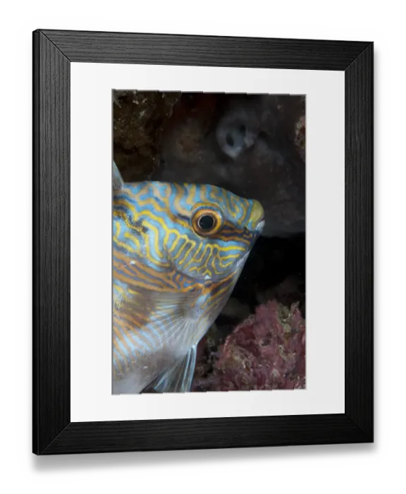 Framed Print : Double-barred Rabbitfish (Siganus virgatus) adult, in night colours, in reef at night, Waigeo Island, Raja Ampat, West Papua, New Guinea, Indonesia Framed Print : Double-barred Rabbitfish (Siganus virgatus) adult, in night colours, in reef at night, Waigeo Island, Raja Ampat, West Papua, New Guinea, Indonesia