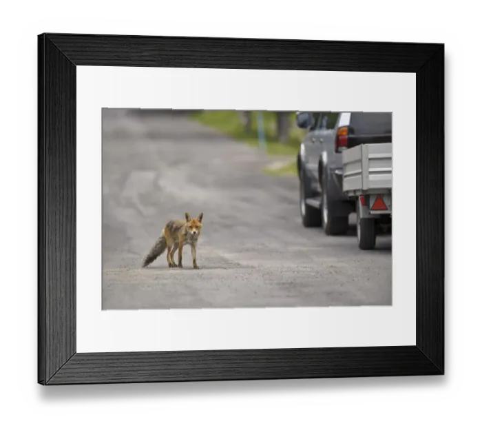 Framed Print : European Red Fox (Vulpes vulpes) adult, crossing road near vehicle, Ligurian Alps, Liguria, Italy Framed Print : European Red Fox (Vulpes vulpes) adult, crossing road near vehicle, Ligurian Alps, Liguria, Italy