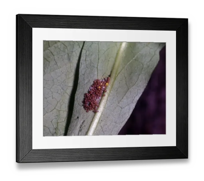 Framed Print : Marsh Fritillary (Euphydryas aurinia) eggs Framed Print : Marsh Fritillary (Euphydryas aurinia) eggs