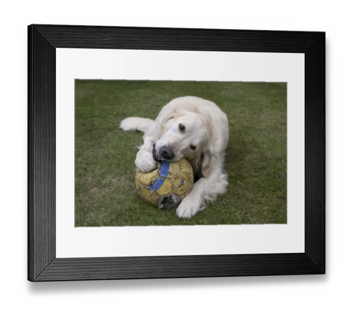 Framed Print : Domestic Dog, Golden Retriever, adult female, chewing football, laying on garden lawn, England, august