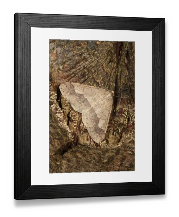 Framed Print : Dotted Border Moth (Agriopis marginaria) adult, resting on Oak (Quercus sp. ) tree, Powys, Wales, february