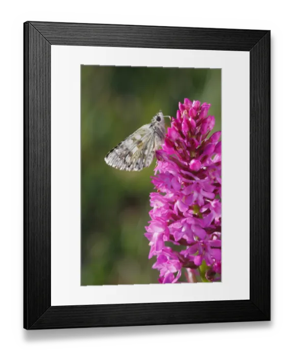 Framed Print : Safflower Skipper (Pyrgus carthami) adult, roosting on Pyramidal Orchid (Anacamptis pyramidalis) flower, Causse de Gramat, Massif Central, Lot, France, may Framed Print : Safflower Skipper (Pyrgus carthami) adult, roosting on Pyramidal Orchid (Anacamptis pyramidalis) flower, Causse de Gramat, Massif Central, Lot, France, may