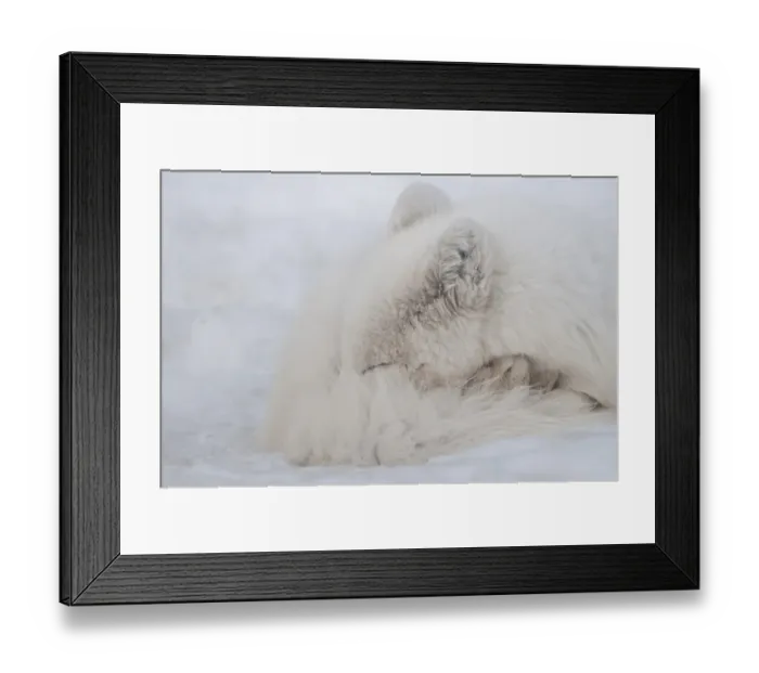 Framed Print : Arctic Fox (Alopex lagopus) adult, sleeping on snow, Yukon Wildlife Preserve, Yukon, Canada, april Framed Print : Arctic Fox (Alopex lagopus) adult, sleeping on snow, Yukon Wildlife Preserve, Yukon, Canada, april