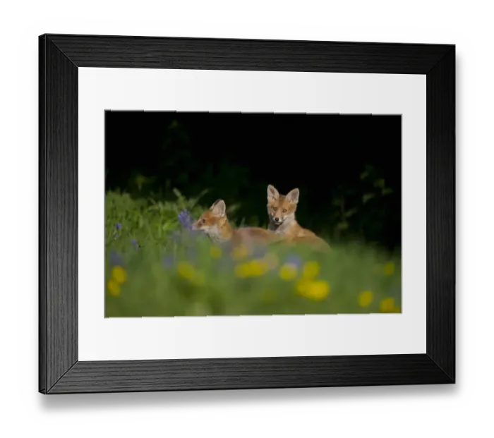 Framed Print : European Red Fox (Vulpes vulpes) two cubs, playfighting amongst wildflowers in meadow, in evening sunlight, Derbyshire, England, may Framed Print : European Red Fox (Vulpes vulpes) two cubs, playfighting amongst wildflowers in meadow, in evening sunlight, Derbyshire, England, may