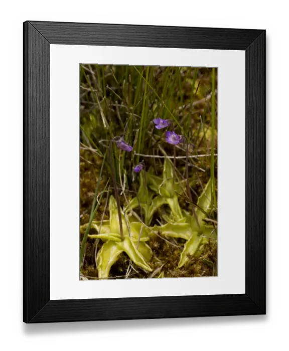 Framed Print : Common Butterwort (Pinguicula vulgaris) flowering, Market Weston Fen, Market Weston, Little Ouse Valley, Suffolk, England, may