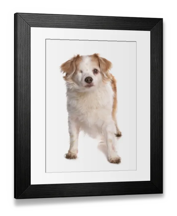 Framed Print : Domestic Dog, mongrel, adult, with one eye missing, standing Framed Print : Domestic Dog, mongrel, adult, with one eye missing, standing