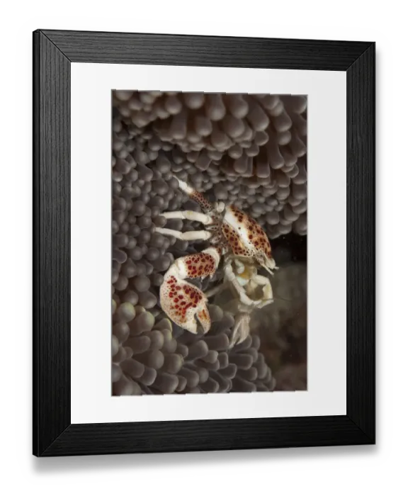 Framed Print : Spotted Porcelain Crab (Neopetrolisthes maculatus) adult, fanning for food on anemone, Mabul Island, Sabah, Borneo Framed Print : Spotted Porcelain Crab (Neopetrolisthes maculatus) adult, fanning for food on anemone, Mabul Island, Sabah, Borneo