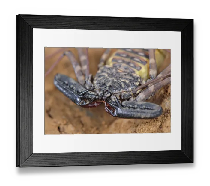 Framed Print : Variegated Tailless Whip Scorpion (Damon variegatus) adult female, close-up of cephalothorax and pincers, Balule Nature Reserve, Limpopo Province, South Africa Framed Print : Variegated Tailless Whip Scorpion (Damon variegatus) adult female, close-up of cephalothorax and pincers, Balule Nature Reserve, Limpopo Province, South Africa