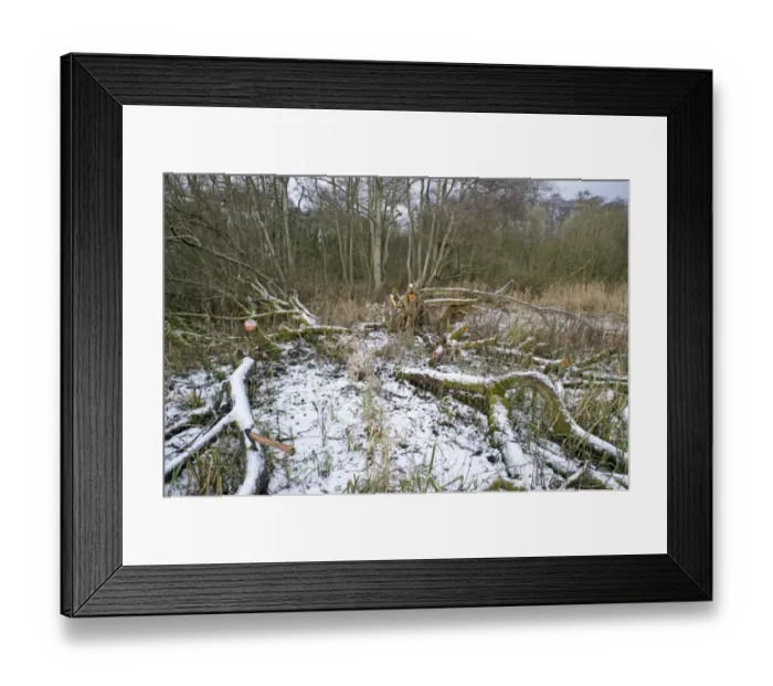 Framed Print : Wet woodland management, clearing area of Common Sallow (Salix cinerea) in snow, Ferry Wood, The Broads N. P. Norfolk, England, winter Framed Print : Wet woodland management, clearing area of Common Sallow (Salix cinerea) in snow, Ferry Wood, The Broads N. P. Norfolk, England, winter