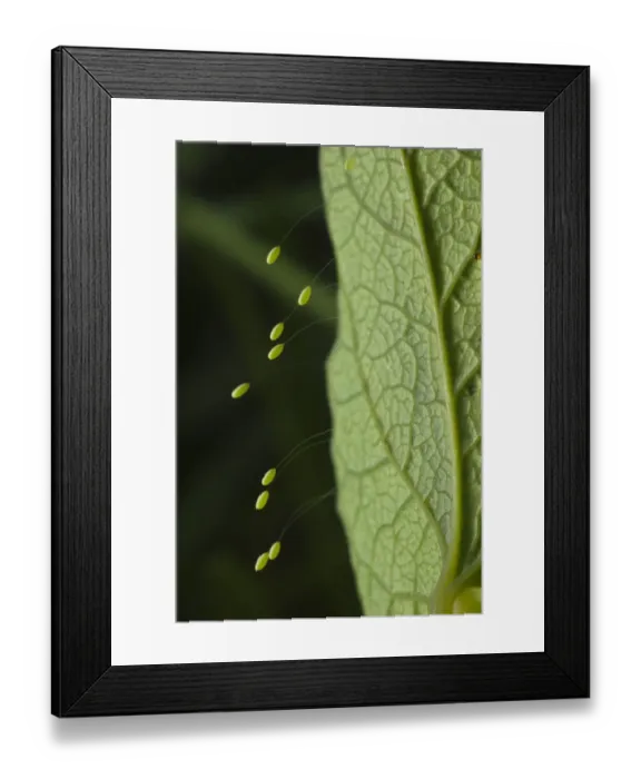 Framed Print : Green Lacewing (Chrysopa sp. ) stalked eggs, deposited on leaf, Italy, may Framed Print : Green Lacewing (Chrysopa sp. ) stalked eggs, deposited on leaf, Italy, may