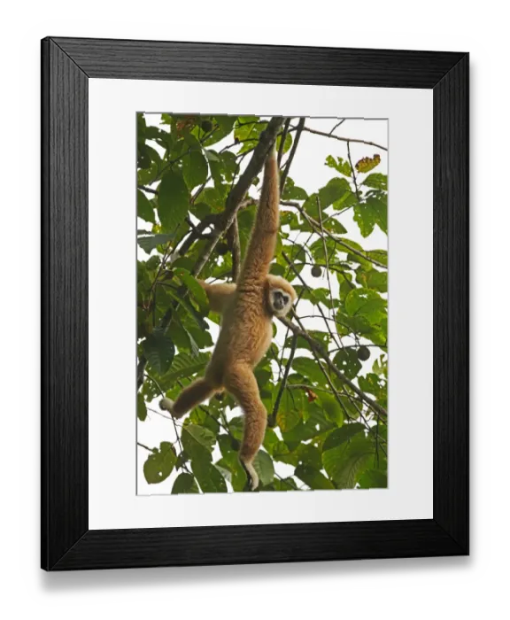 Framed Print : Common Gibbon (Hylobates lar) adult, hanging from branch, Kaeng Krachan N. P. Thailand, november Framed Print : Common Gibbon (Hylobates lar) adult, hanging from branch, Kaeng Krachan N. P. Thailand, november