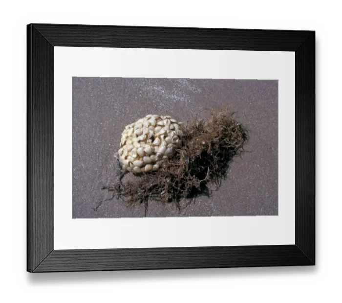 Framed Print : Shell Common whelk (Buccinus undatum) washing up on a sandy shore Penrhyn Bay N Wales