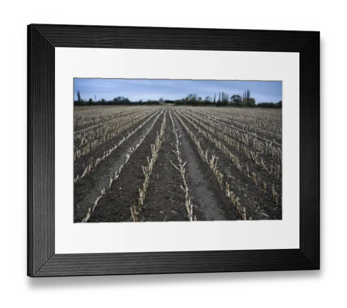 Framed Print : Maize (Zea mays) crop, harvested field, Slimbridge, Gloucestershire, England, january Framed Print : Maize (Zea mays) crop, harvested field, Slimbridge, Gloucestershire, England, january