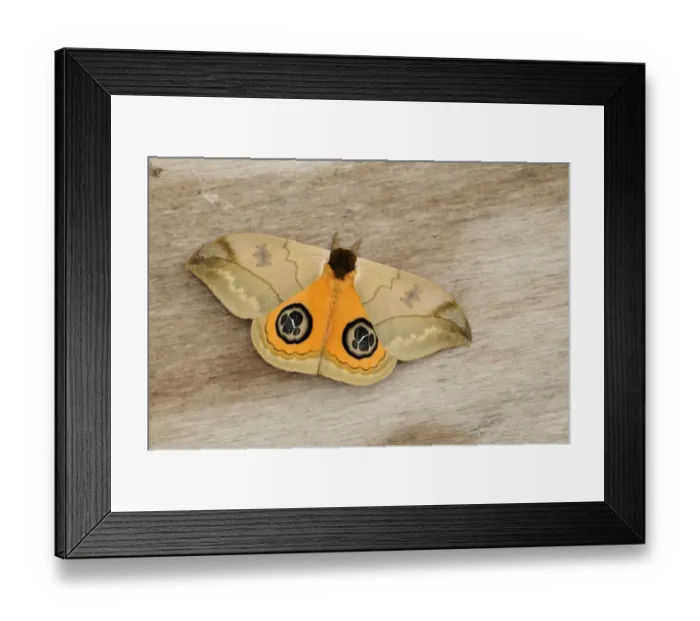 Framed Print : Bullseye Moth (Automeris liberia) adult, resting on wood, Trinidad, Trinidad and Tobago Framed Print : Bullseye Moth (Automeris liberia) adult, resting on wood, Trinidad, Trinidad and Tobago