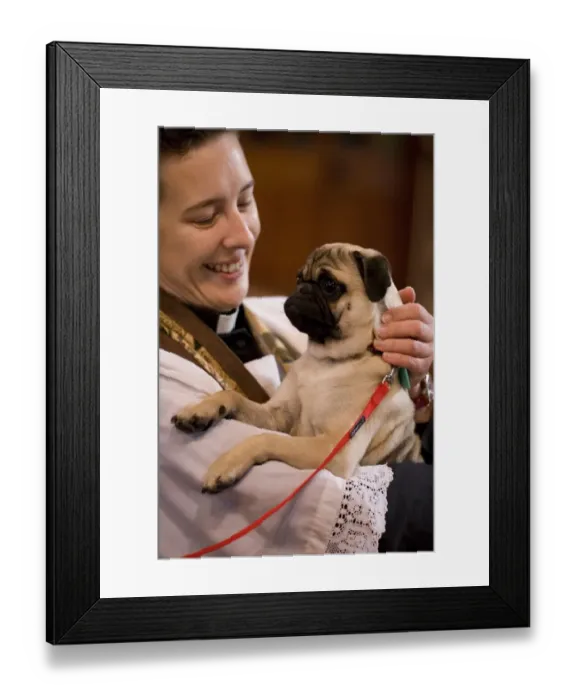Framed Print : Domestic Dog, Pug, adult, being held by vicar during blessing at church service for pets, England, october Framed Print : Domestic Dog, Pug, adult, being held by vicar during blessing at church service for pets, England, october