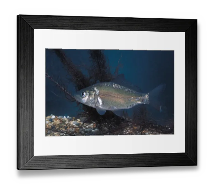 Framed Print : Fish - Carp Mirror (Cyprinus carpio) Framed Print : Fish - Carp Mirror (Cyprinus carpio)