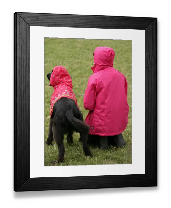 Framed Print : Domestic Dog, adult, with owner in pink coat during dog most like their owner class at fun dog show, England, august Framed Print : Domestic Dog, adult, with owner in pink coat during dog most like their owner class at fun dog show, England, august