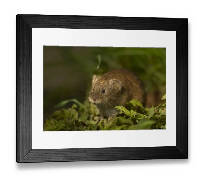 Framed Print : Field Vole (Microtus agrestis) adult, standing amongst vegetation, Cornwall, England, may Framed Print : Field Vole (Microtus agrestis) adult, standing amongst vegetation, Cornwall, England, may
