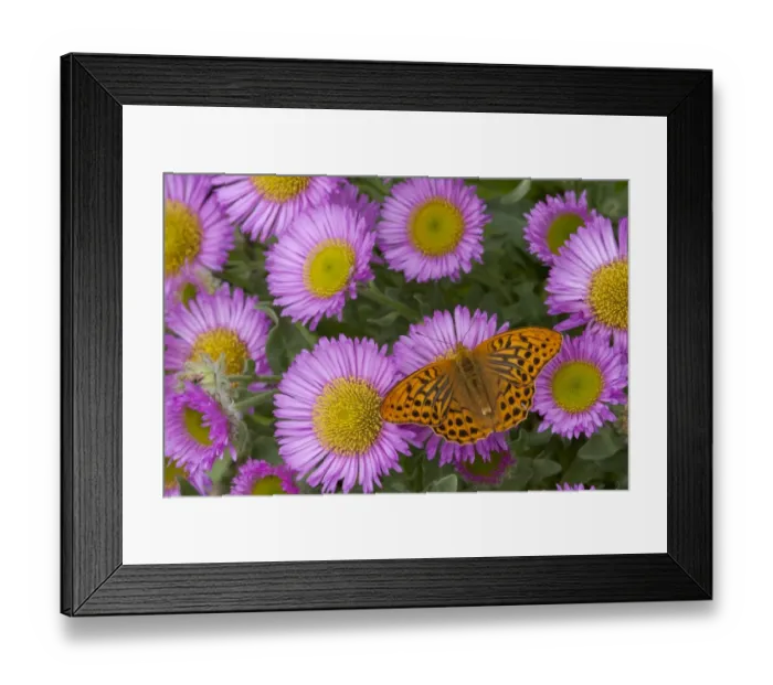 Framed Print : Silver-washed Fritillary (Argynnis paphia) adult, feeding on erigeron flowers in garden, England, july Framed Print : Silver-washed Fritillary (Argynnis paphia) adult, feeding on erigeron flowers in garden, England, july
