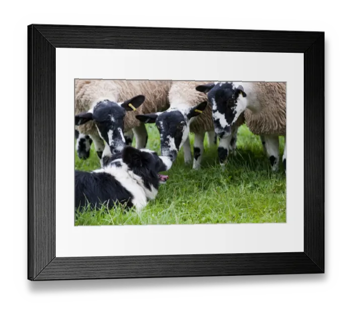 Framed Print : Domestic Dog, Border Collie sheepdog, adult, with mule sheep in pasture, England, september Framed Print : Domestic Dog, Border Collie sheepdog, adult, with mule sheep in pasture, England, september