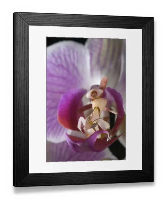 Framed Print : Orchid Mantis (Hymenopus coronatus) subadult female, camouflaged on orchid flower, Malaysia Framed Print : Orchid Mantis (Hymenopus coronatus) subadult female, camouflaged on orchid flower, Malaysia