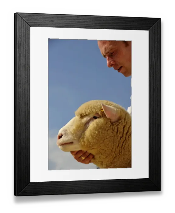 Framed Print : Domestic Sheep, Dorset Down ram, close-up of head, held by shepherd at show, England, august Framed Print : Domestic Sheep, Dorset Down ram, close-up of head, held by shepherd at show, England, august