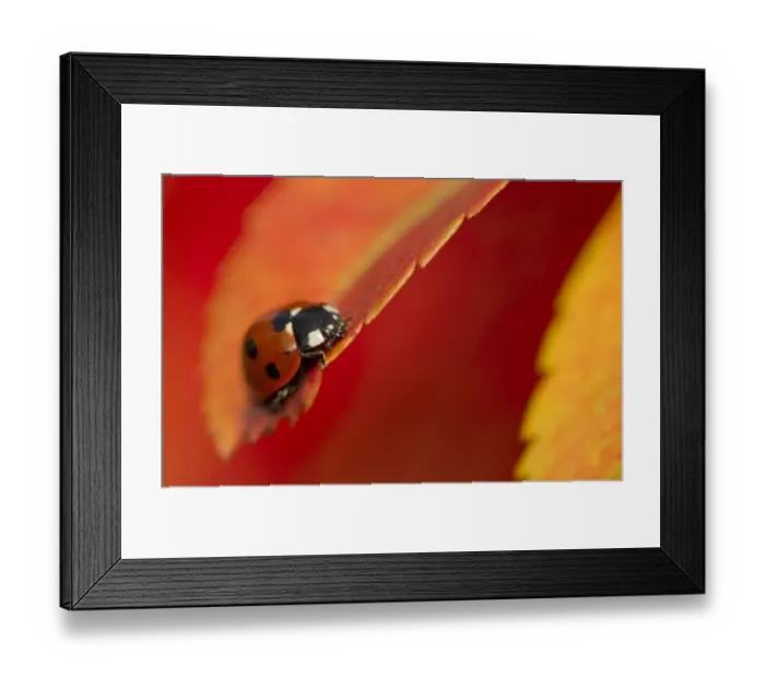 Framed Print : Seven-spot Ladybird (Coccinella septempunctata) adult, resting on Rowan (Sorbus aucuparia) leaf in autumn colour, Sheffield, South Yorkshire, England, september Framed Print : Seven-spot Ladybird (Coccinella septempunctata) adult, resting on Rowan (Sorbus aucuparia) leaf in autumn colour, Sheffield, South Yorkshire, England, september