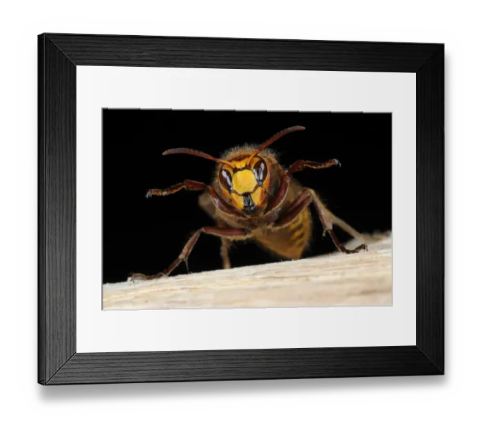 Framed Print : European Hornet (Vespa crabro) queen, Oxfordshire, England Framed Print : European Hornet (Vespa crabro) queen, Oxfordshire, England