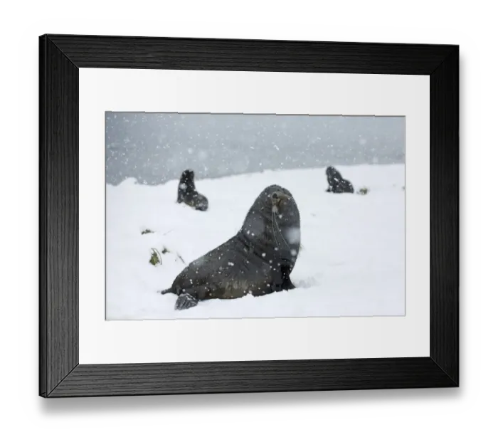 Framed Print : Antarctic Fur Seal (Arctocephalus gazella) three adults, sitting on snow during snowfall, Grytviken, South Georgia, november Framed Print : Antarctic Fur Seal (Arctocephalus gazella) three adults, sitting on snow during snowfall, Grytviken, South Georgia, november