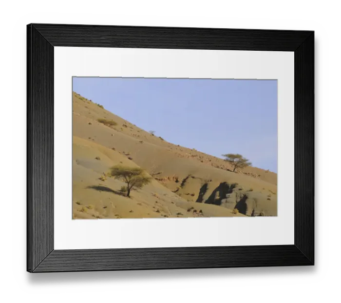 Framed Print : Acacia trees growing on slope in desert habitat, Jebel Sarhro Desert, Anti-Atlas, Atlas Mountains, Morocco, january Framed Print : Acacia trees growing on slope in desert habitat, Jebel Sarhro Desert, Anti-Atlas, Atlas Mountains, Morocco, january