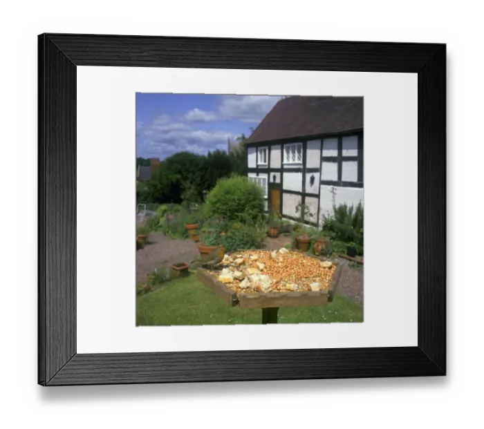 Framed Print : European Robin (Erithacus rubecula) adult, feeding on birdtable in cottage garden, England, summer Framed Print : European Robin (Erithacus rubecula) adult, feeding on birdtable in cottage garden, England, summer