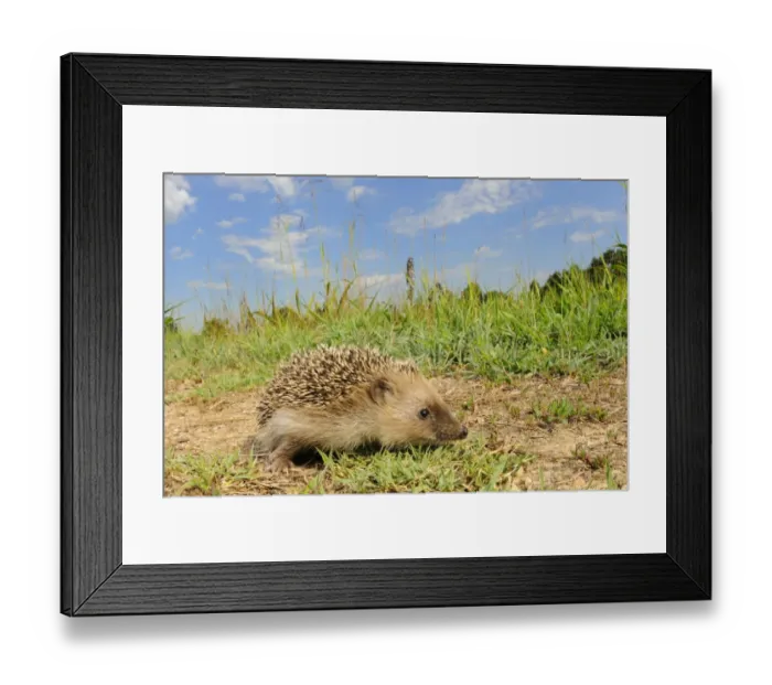 Framed Print : European Hedgehog (Erinaceus europaeus) young, foraging in habitat, Italy, july Framed Print : European Hedgehog (Erinaceus europaeus) young, foraging in habitat, Italy, july