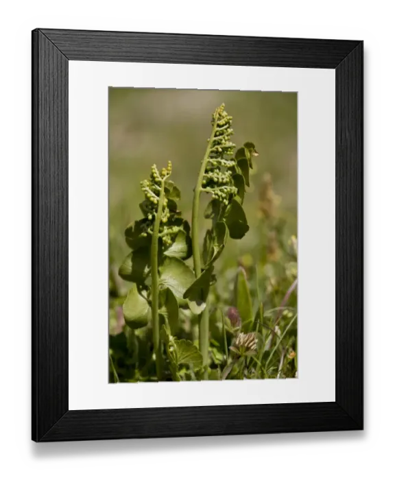 Framed Print : Adderstongue Fern (Ophioglossum vulgatum) growing in grassland, Switzerland, june Framed Print : Adderstongue Fern (Ophioglossum vulgatum) growing in grassland, Switzerland, june