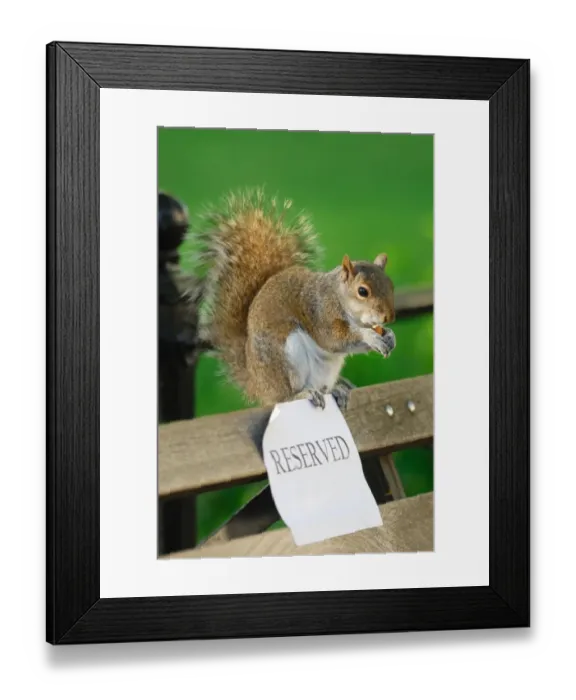 Framed Print : Eastern Grey Squirrel (Sciurus carolinensis) adult, feeding on nut, sitting on park bench with reserved sign, Union Square Park, New York City, New York State, U. S. A. april Framed Print : Eastern Grey Squirrel (Sciurus carolinensis) adult, feeding on nut, sitting on park bench with reserved sign, Union Square Park, New York City, New York State, U. S. A. april