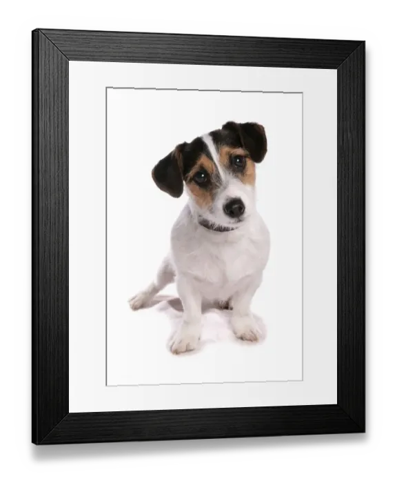 Framed Print : Domestic Dog, Jack Russell Terrier, adult, sitting, with collar Framed Print : Domestic Dog, Jack Russell Terrier, adult, sitting, with collar