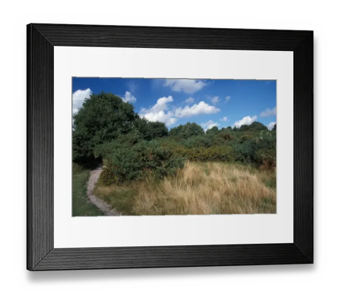 Framed Print : Conservation - Reserves - Foothpath at Wenhaston Common (Blackheath) Suffolk Wildlife Trust Framed Print : Conservation - Reserves - Foothpath at Wenhaston Common (Blackheath) Suffolk Wildlife Trust