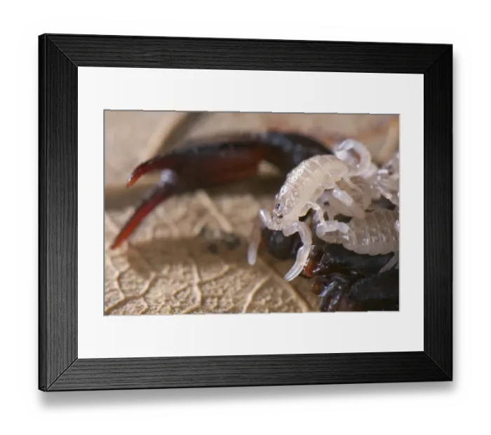 Framed Print : Scorpion (Euscorpius sp. ) adult female with young on back, Italy Framed Print : Scorpion (Euscorpius sp. ) adult female with young on back, Italy