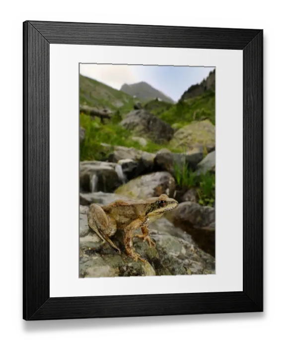Framed Print : Pyrenean Frog (Rana pyrenaica) adult, sitting on rock beside mountain valley stream habitat, Ordesa Valley, Ordesa y Monte Perdido N. P. Pyrenees, Aragon, Spain, june Framed Print : Pyrenean Frog (Rana pyrenaica) adult, sitting on rock beside mountain valley stream habitat, Ordesa Valley, Ordesa y Monte Perdido N. P. Pyrenees, Aragon, Spain, june