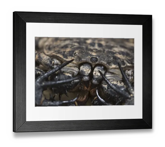 Framed Print : Variegated Tailless Whip Scorpion (Damon variegatus) adult female, close-up of cephalothorax with eyes and mouth, Central Africa