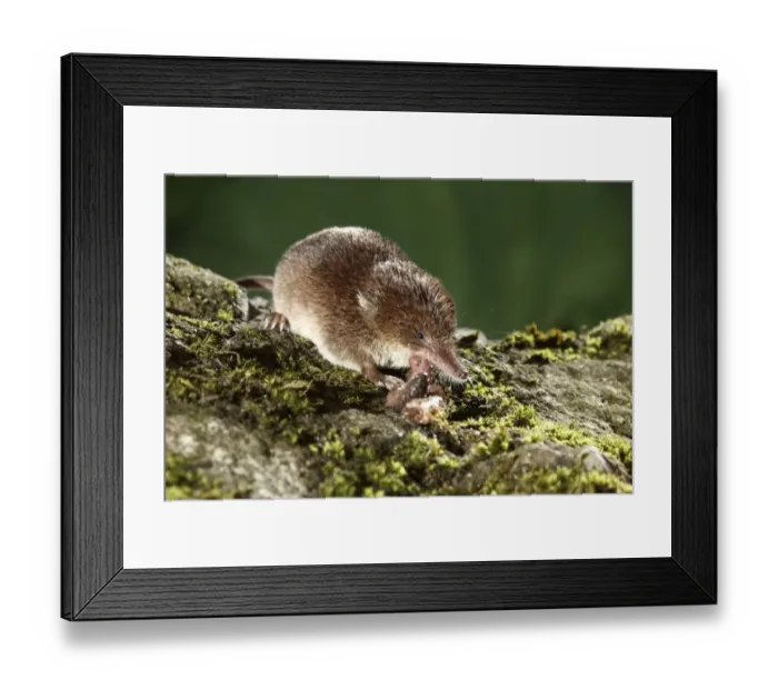 Framed Print : Common Shrew (Sorex araneus) adult, feeding on earthworm, Midlands, England, august Framed Print : Common Shrew (Sorex araneus) adult, feeding on earthworm, Midlands, England, august
