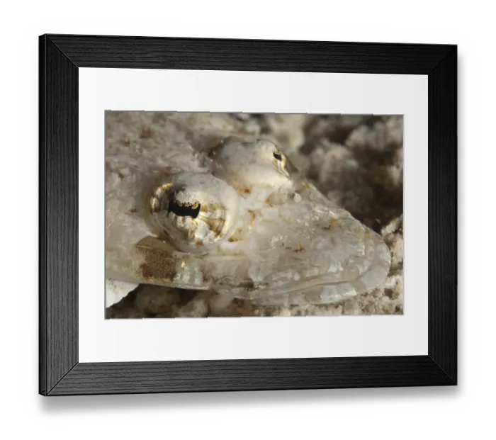 Framed Print : Longsnout Flathead (Thysanophrys chiltonae) adult, close-up of head, Mabul Island, Sabah, Borneo, Malaysia Framed Print : Longsnout Flathead (Thysanophrys chiltonae) adult, close-up of head, Mabul Island, Sabah, Borneo, Malaysia