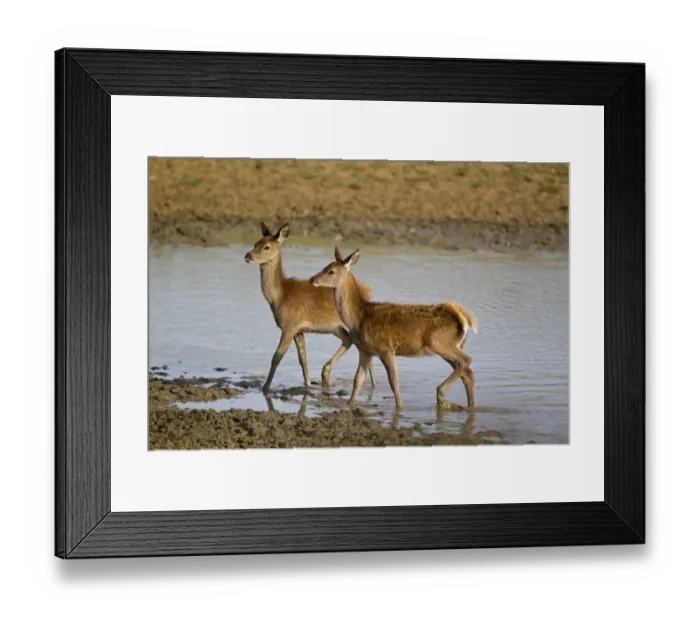 Framed Print : Red Deer (Cervus elaphus) two calves, wading in pool, during rutting season, Minsmere RSPB Reserve, Suffolk, England, october Framed Print : Red Deer (Cervus elaphus) two calves, wading in pool, during rutting season, Minsmere RSPB Reserve, Suffolk, England, october