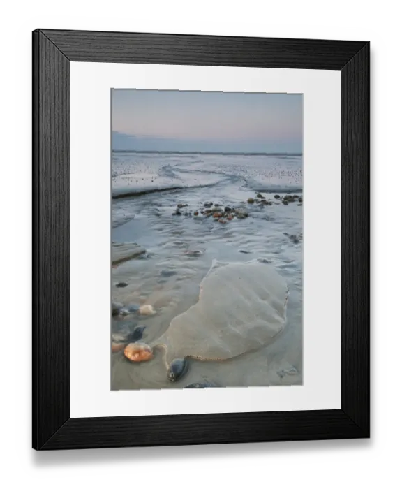 Framed Print : View of coastal mudflats with channels and pebbles at sunset, Dungeness, Kent, England, june