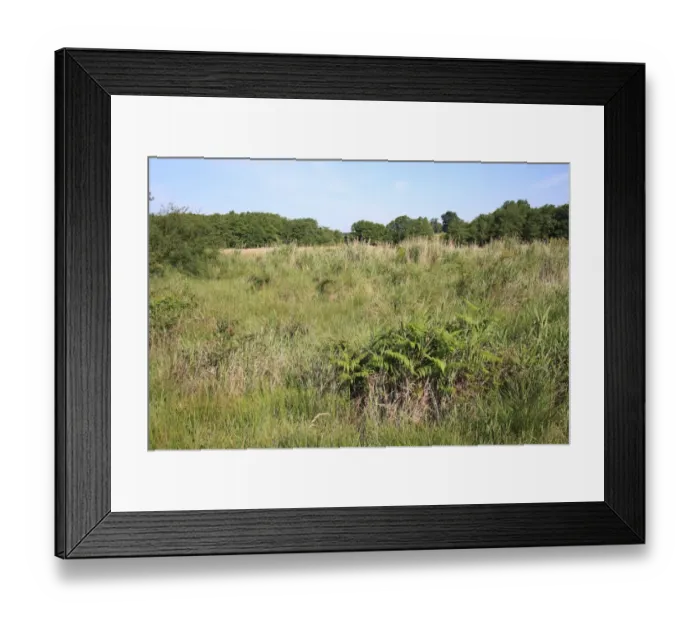 Framed Print : Bracken (Pteridium aquilinum) growing in valley fen reserve habitat, Market Weston Fen, Market Weston, Little Ouse Valley, Suffolk, England, june Framed Print : Bracken (Pteridium aquilinum) growing in valley fen reserve habitat, Market Weston Fen, Market Weston, Little Ouse Valley, Suffolk, England, june