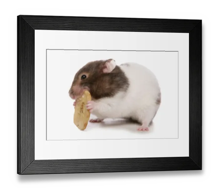 Framed Print : Domestic Golden Hamster (Mesocricetus auratus) adult, feeding on dried banana Framed Print : Domestic Golden Hamster (Mesocricetus auratus) adult, feeding on dried banana