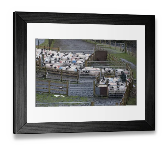 Framed Print : Domestic Sheep, Rough Fell ewes, flock gathered in pens, being drenched by farmer, Tebay, Cumbria, England, january Framed Print : Domestic Sheep, Rough Fell ewes, flock gathered in pens, being drenched by farmer, Tebay, Cumbria, England, january