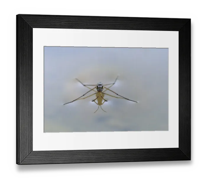 Framed Print : Common Pond Skater (Gerris lacustris) adult, resting on water surface, Oxfordshire, England Framed Print : Common Pond Skater (Gerris lacustris) adult, resting on water surface, Oxfordshire, England